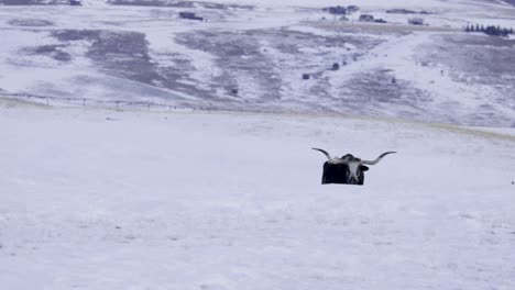 ganado de cuernos largos de texas caminando cuesta arriba, campo nevado, vaca blanca y negra, 4k