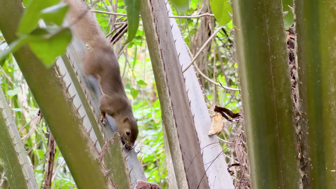A furry squirrel carefully descends a spiny palm stalk in a bright tropical forest setting