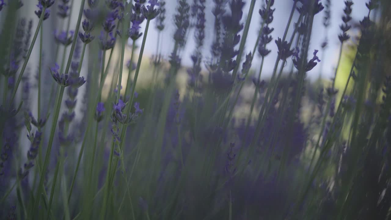 La telecamera attraversa gli steli dei fiori di lavanda rivelando la misteriosa atmosfera viola