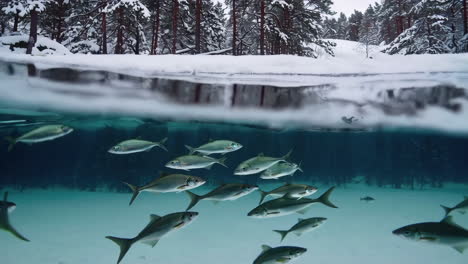 fish schooling under ice-covered lake in winter forest