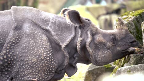 closeup of indian rhinoceros