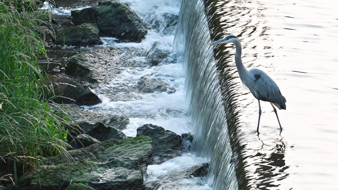 Great Blue Heron standing above waterfall wetlands, Hoover Dam, Westerville, Ohio