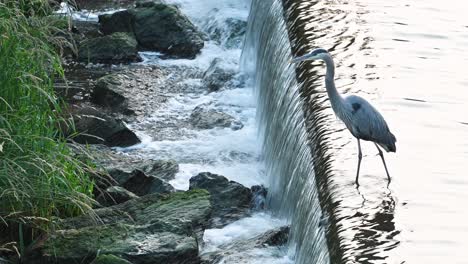 Great-Blue-Heron-standing-above-waterfall-wetlands,-Hoover-Dam,-Westerville,-Ohio