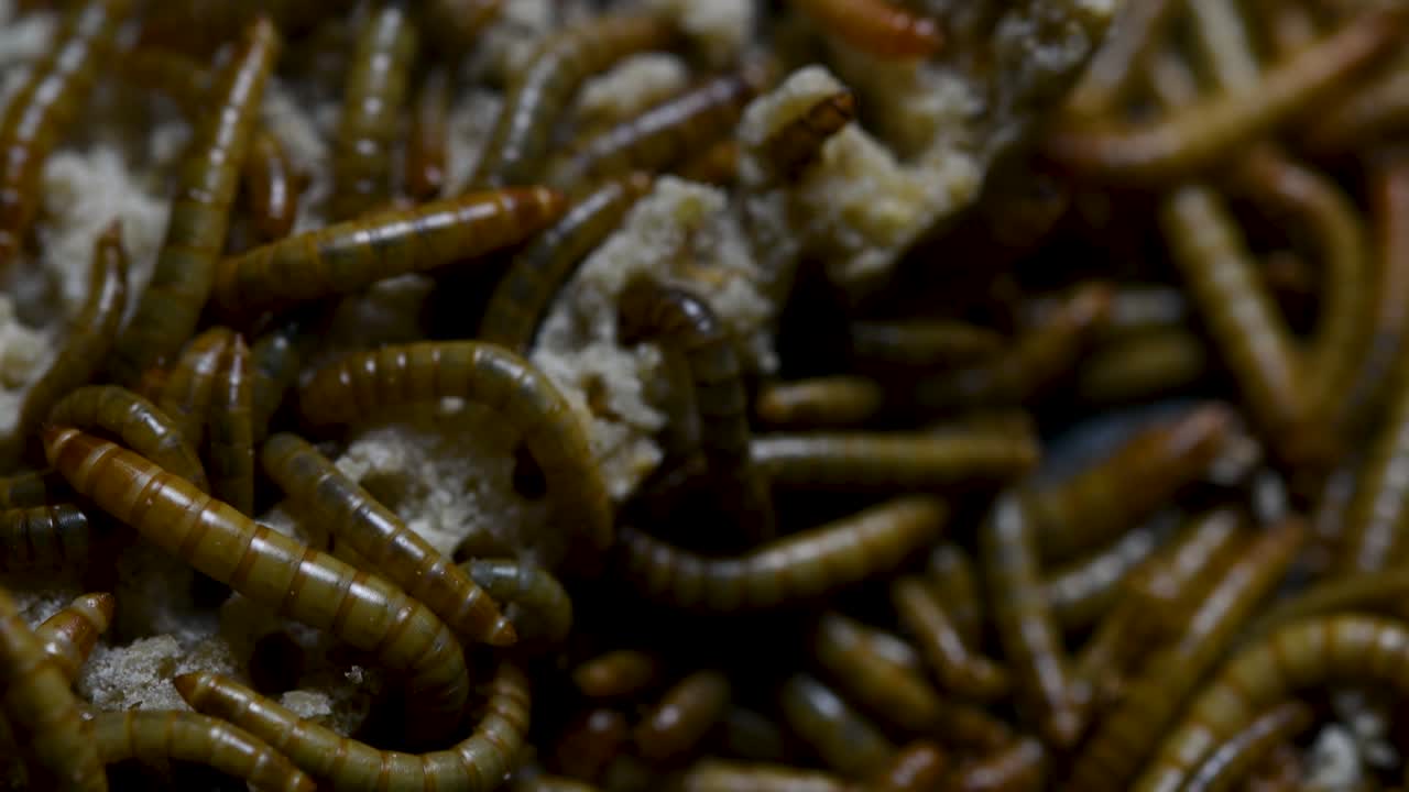 el gusano de la harina es una especie de escarabajo oscuro que se usa para alimentar mascotas como peces, serpientes, pájaros y ranas