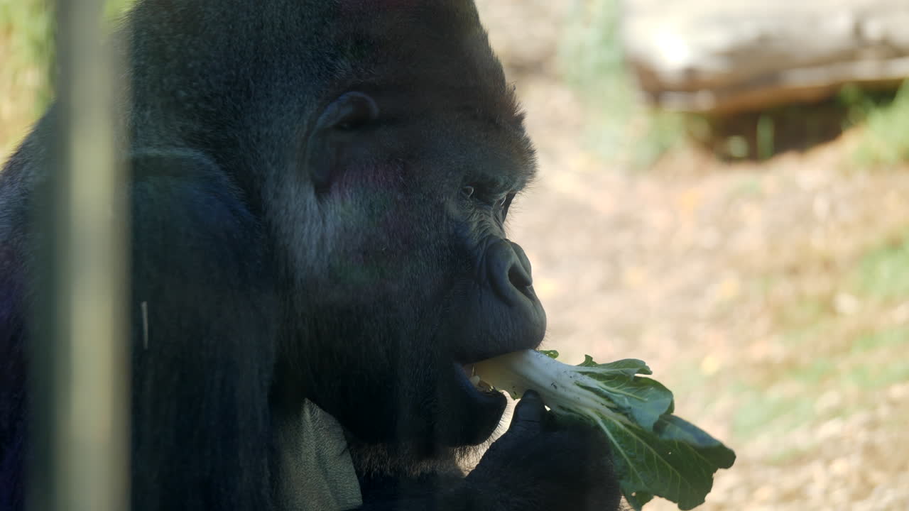 cerrar gran gorila espalda plateada comiendo verduras, cámara lenta