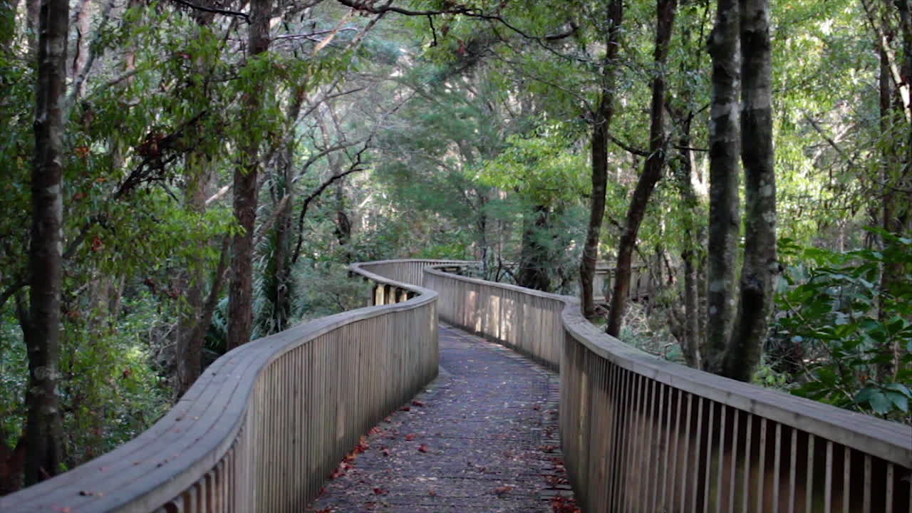 Looking over a Wooden walkway leading into tranquil, serene Forest in Whangarei, New Zealand