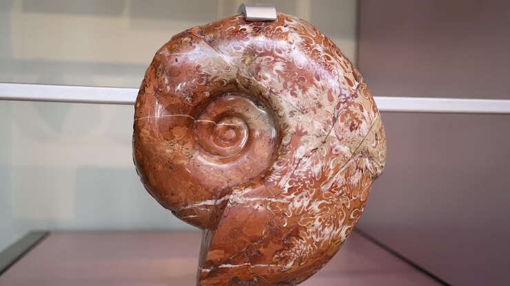 Vista in rotazione di un fossile di ammonite.