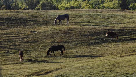 Caballos-Con-Terneros-Pastando-En-Una-Llanura-Por-La-Noche