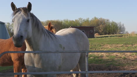 Horse-neighing-behind-fence