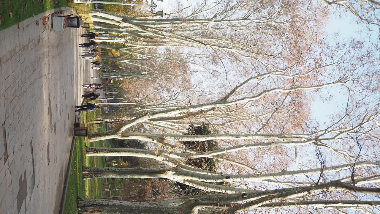 Park Path with Trees