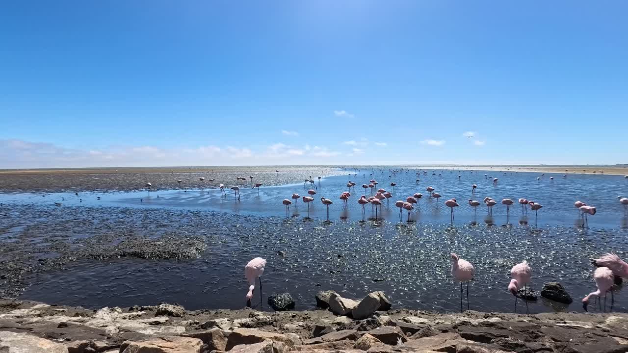 Flock of Flamingos in Natural Habitat