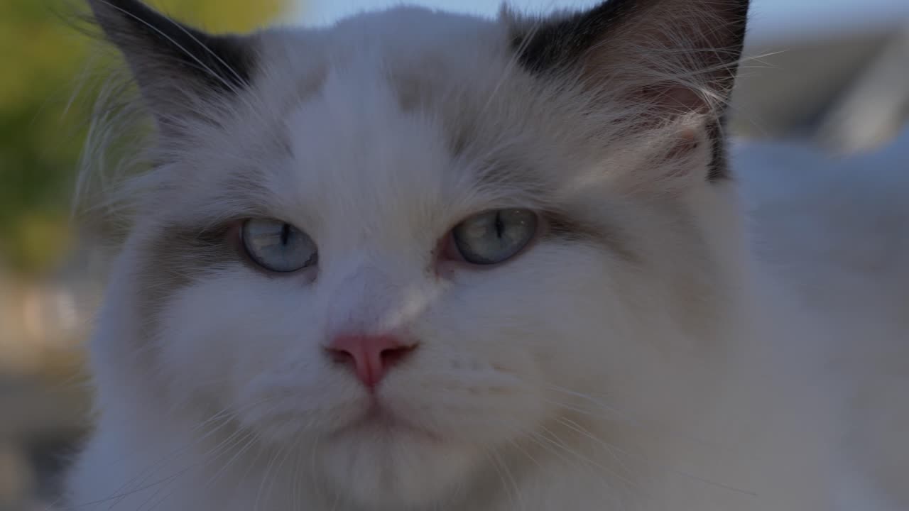 testa sparata da vicino clip di un gattino ragdoll bianco all'aperto in un giorno di sole