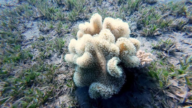 Flora e fauna marina subacquea, Dahab Egitto, immersione FPV sul fondale marino con coralli e piante