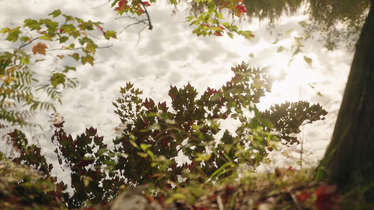 Autumn leaves reflected in calm water from the tree creating an abstract pattern, North America, Quebec, Montreal, Canada.