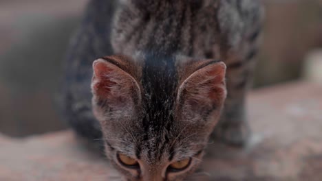 close up view of tabby cat licking its tail