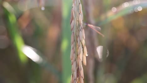 Plantas-De-Arroz-Tailandés-En-La-Provincia-De-Surin,-Tailandia