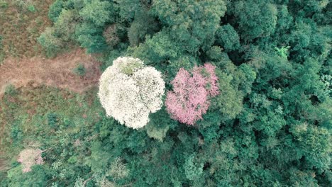 Una-Vista-De-Arriba-Hacia-Abajo-Captura-Dos-árboles-De-Lapacho,-Uno-Blanco-Y-Otro-Rosado