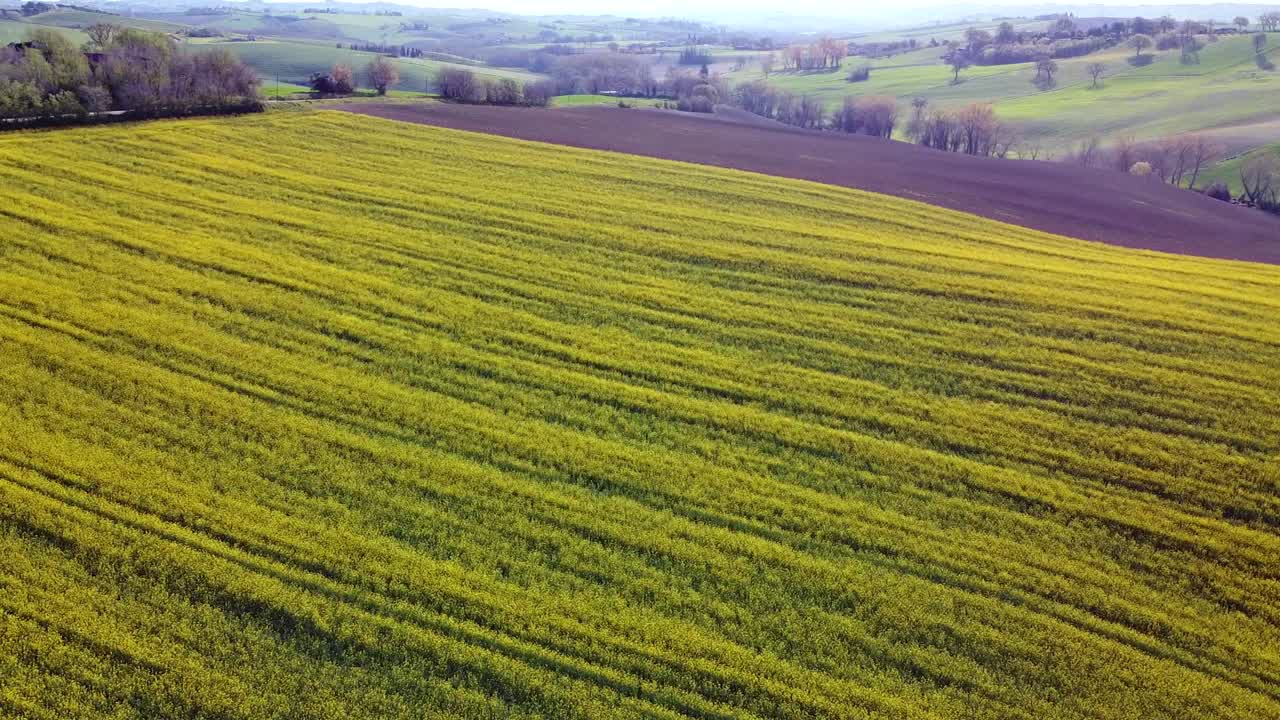 vista aérea sobre el campo y el campo de colza, carro hacia adelante