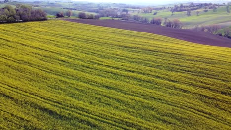 Aerial-view-above-countryside-and-rapeseed-field,-dolly-forward