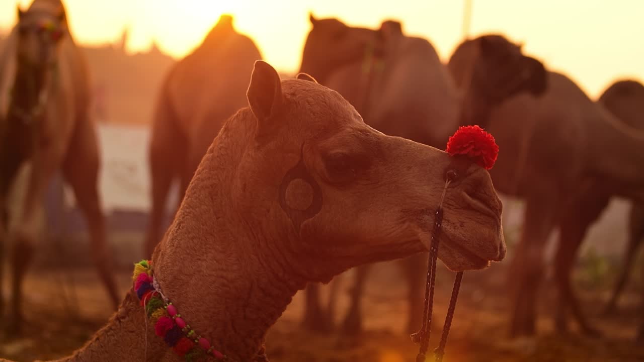 camellos en cámara lenta en la feria de pushkar, también llamada feria de camellos de pushkar o localmente como kartik mela es una feria anual de varios días de ganado y cultural que se celebra en la ciudad de pushkar rajasthan, india.
