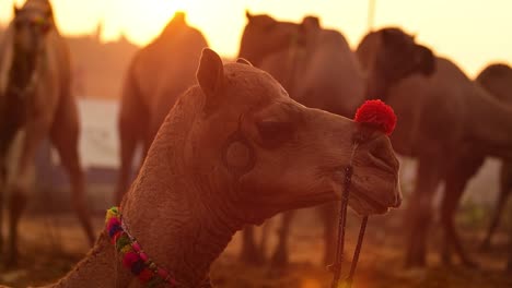 Camels-in-slow-motion-at-the-Pushkar-Fair,-also-called-the-Pushkar-Camel-Fair-or-locally-as-Kartik-Mela-is-an-annual-multi-day-livestock-fair-and-cultural-held-in-the-town-of-Pushkar-Rajasthan,-India.