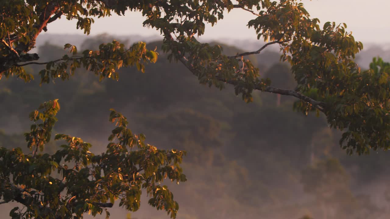 Tambopata’s jungle in Peru shimmers in magical hues as evening mist rolls across the forest canopy.