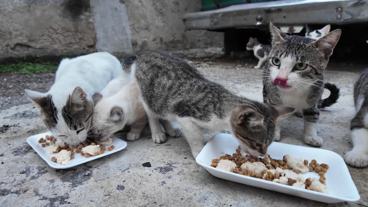 Obdachlose Katzen und Kätzchen fressen zusammen auf einem Betonboden