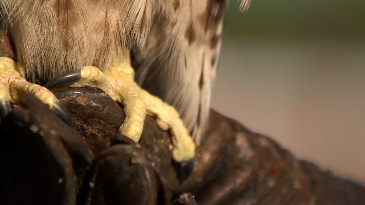 Close up of large falcon talons perched on rough leather gloves from a falconer