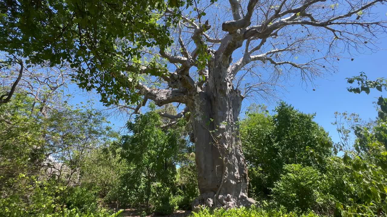 Ancient baobab tree on Kwale Island. Zanzibar, Tanzania.