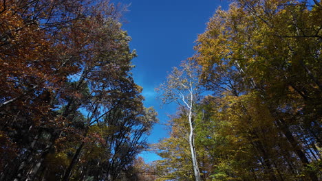 autumn trees against clear blue sky