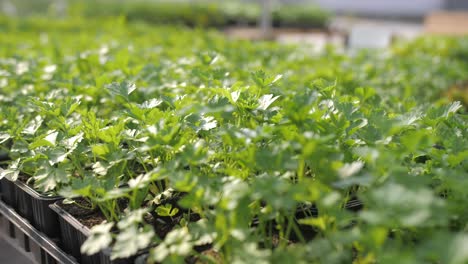 defocus shot of young parsley saplings in black plastic containers on stand in market