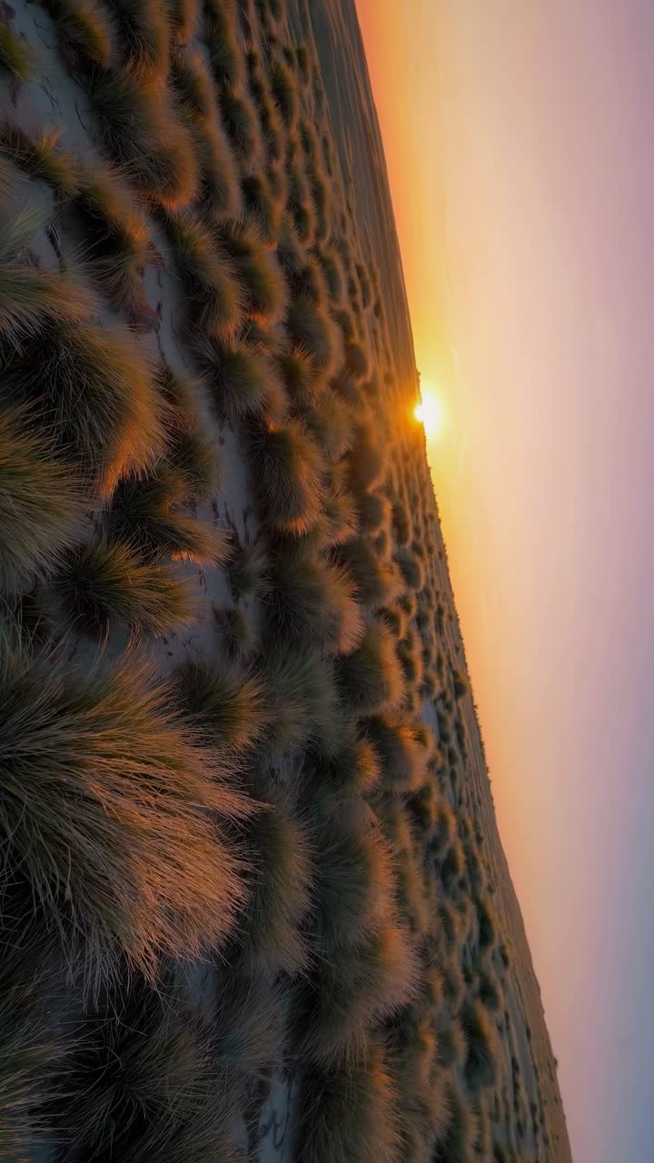 Aerial view of a serene sunset over coastal dunes, capturing golden hues and textured grass