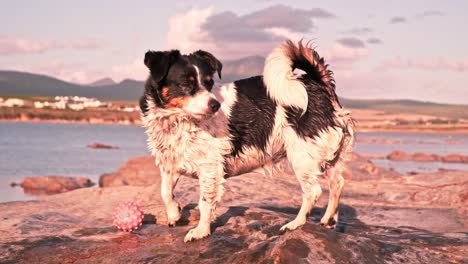 small black and white terrier dog breed with her ball standing on a rock near a lake