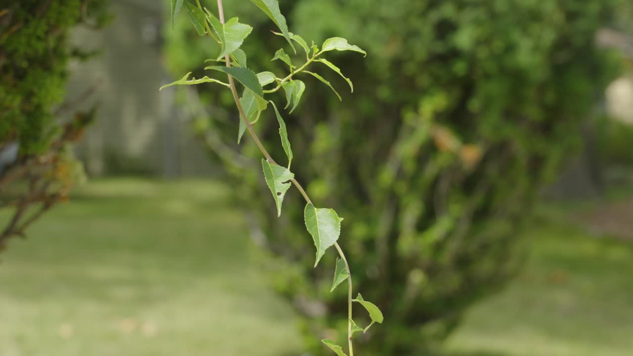 Close-up of a Green Branch with Leaves