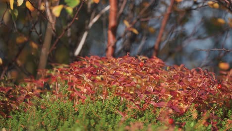 Buntes-Unterholz-In-Der-Herbsttundra