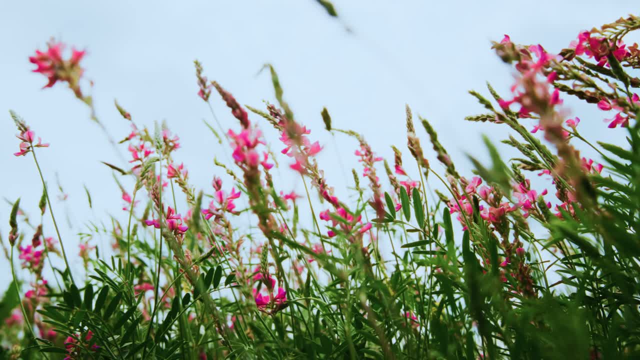 Lyserøde vilde blomster og grønt græs, der svajer i vinden