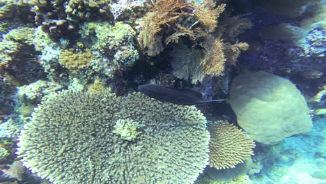 a close-up view of a diverse coral reef in raja ampat, indonesia, featuring vibrant corals and a black fish