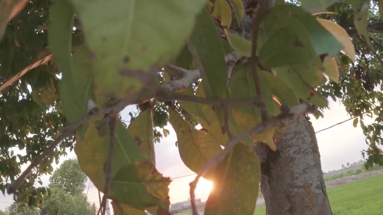 Luce del tramonto che filtra tra le foglie degli alberi in un paesaggio rurale
