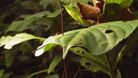 leaf pierced by falling sticks from the canopy top causing holes on the broad leaves , crane movement