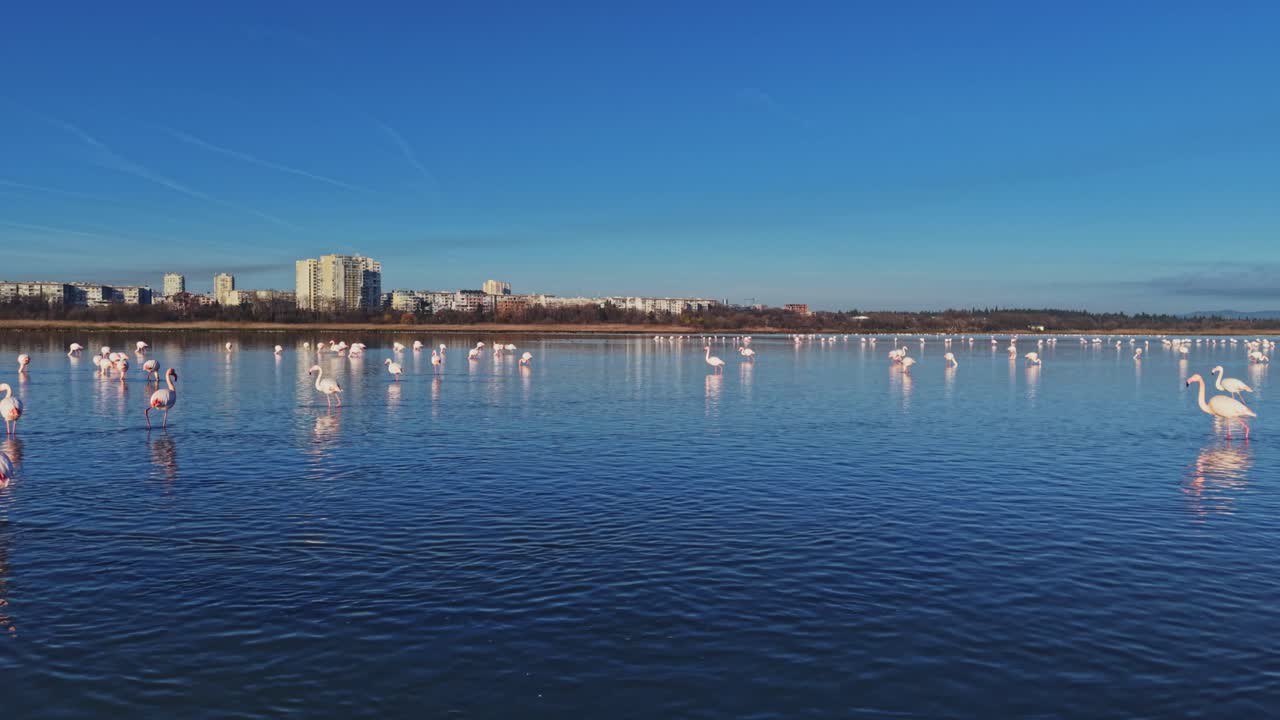 Flamingos wading in a lake with a city skyline in the background