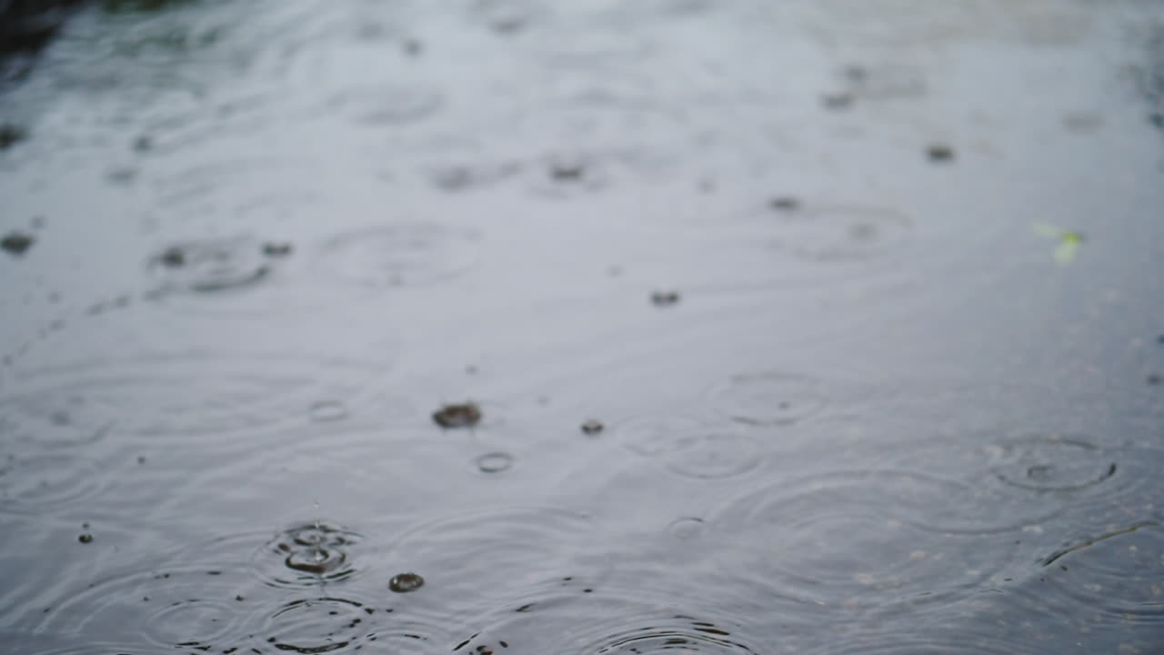 푹신한 핑크색 토끼가 웅덩이에 빠지고 비가 많이 내립니다.