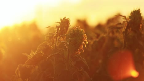 Sonnenblumen-In-Einem-Goldenen-Dunst-Aus-Sonnenlicht-Wie-Ein-Gemälde-Von-Vincent-Van-Gogh