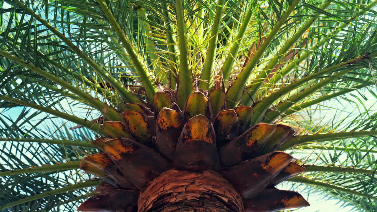 Low angle view of a palm tree in sunlight with the sky on the background