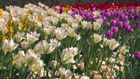 colourful tulips in a london park in spring