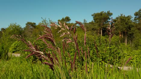 Nahaufnahme-Des-Grases-Im-Wald-Und-Blauer-Himmel-Im-Hintergrund