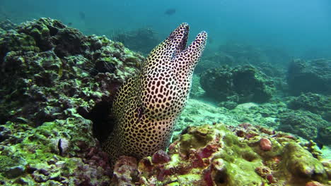 large black-spotted moray eel looking out of a block of coral