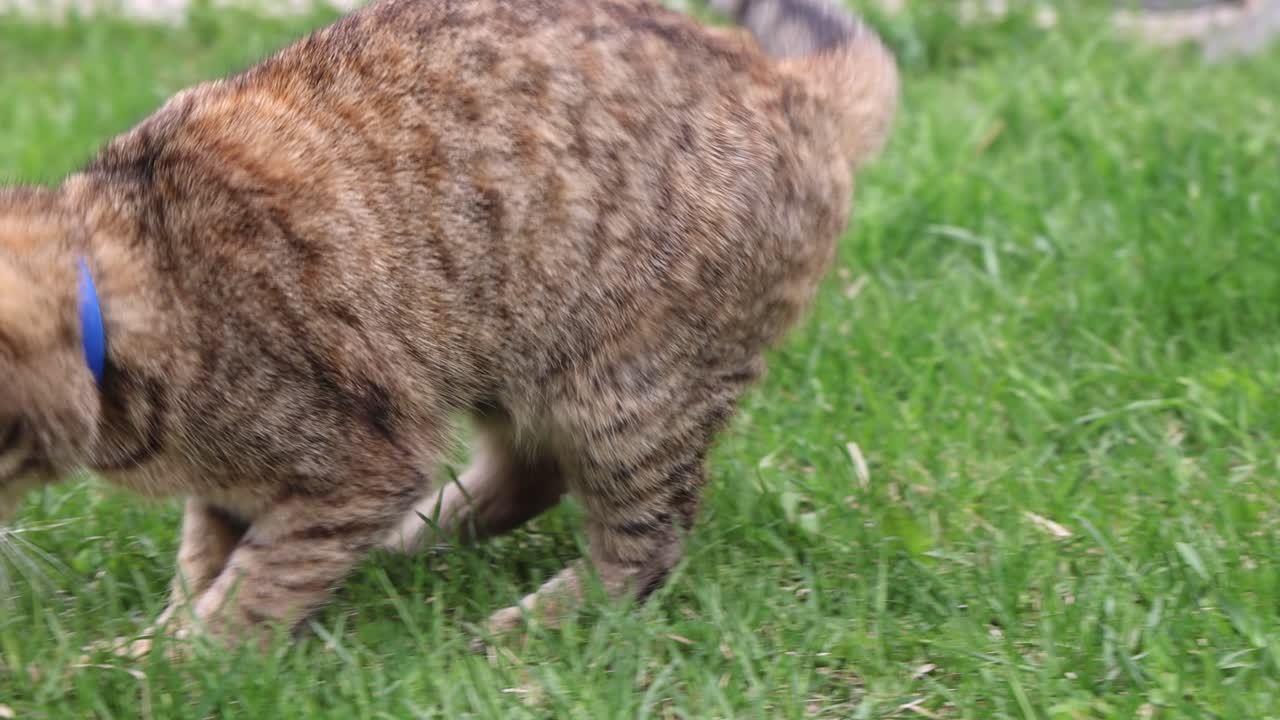 Cat hunts live mouse in green grass