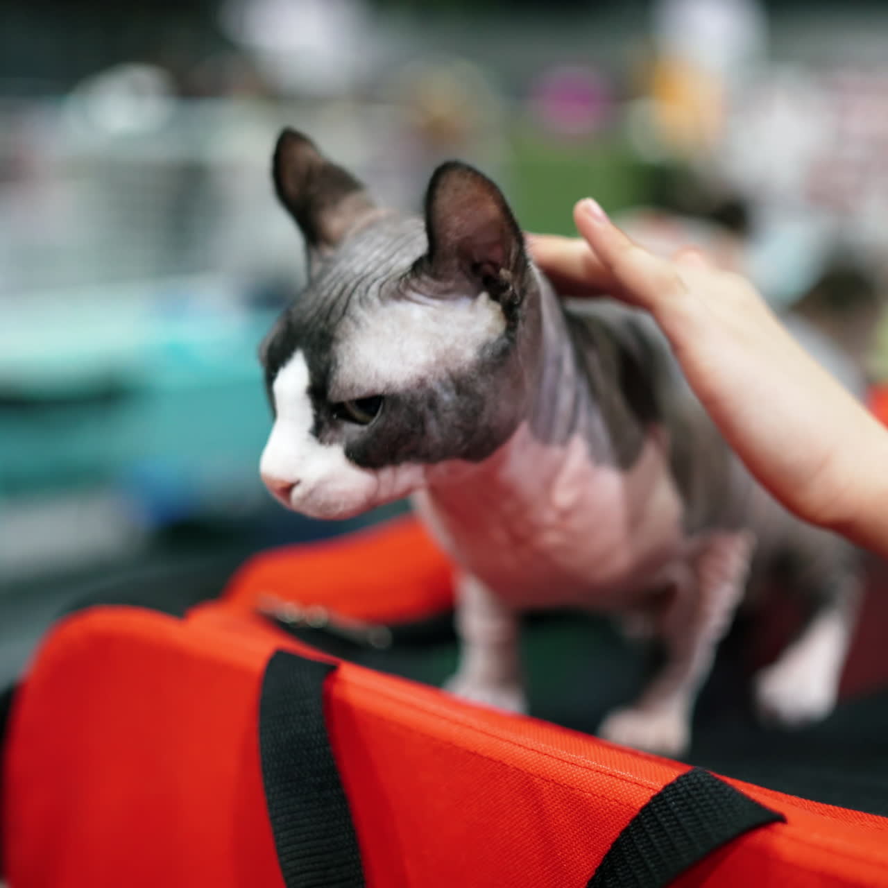 Cat of the Sphynx breed. Elf cat, close-up
