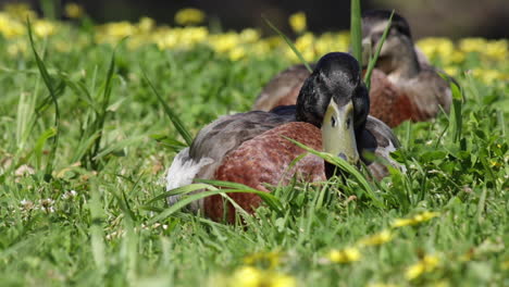 Front view duck sleeping green grass with yellow flowers