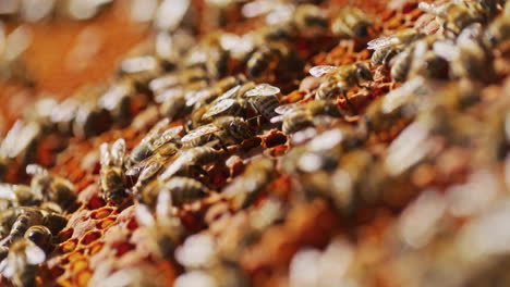 macro tiro de las abejas productoras de miel